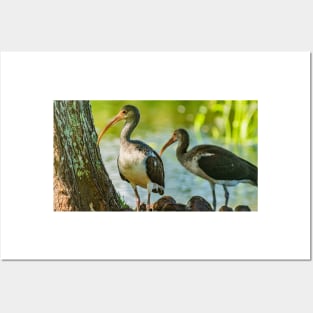 White Ibis Posters and Art